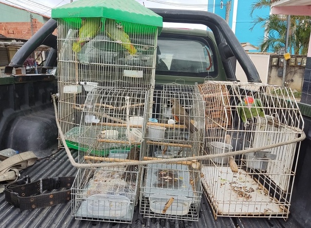 Pássaros silvestres são resgatados de cativeiro em Araruama